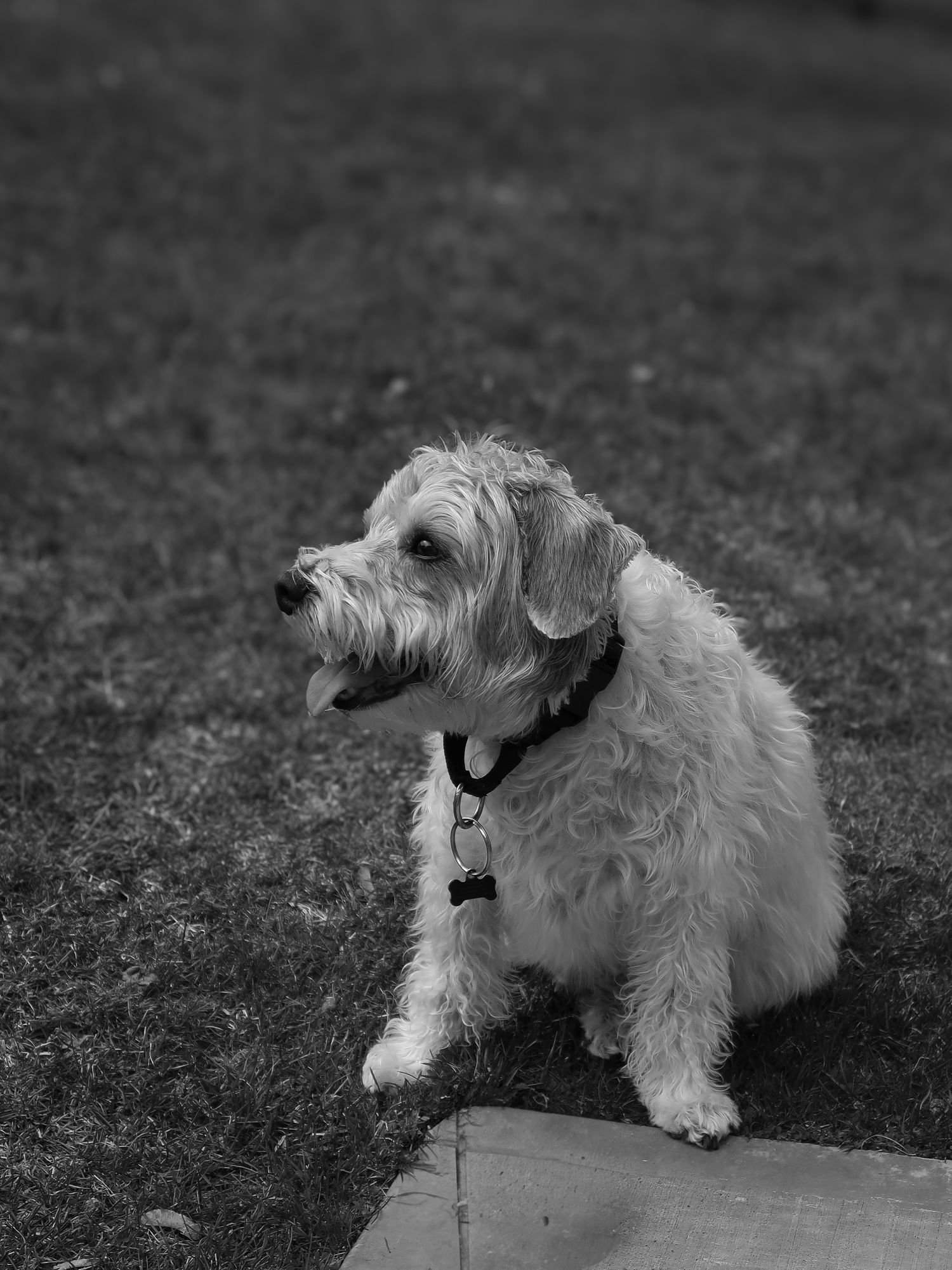 A small white terrier dog lying on grass with a black leash attached viewed from multiple angles in black and white.