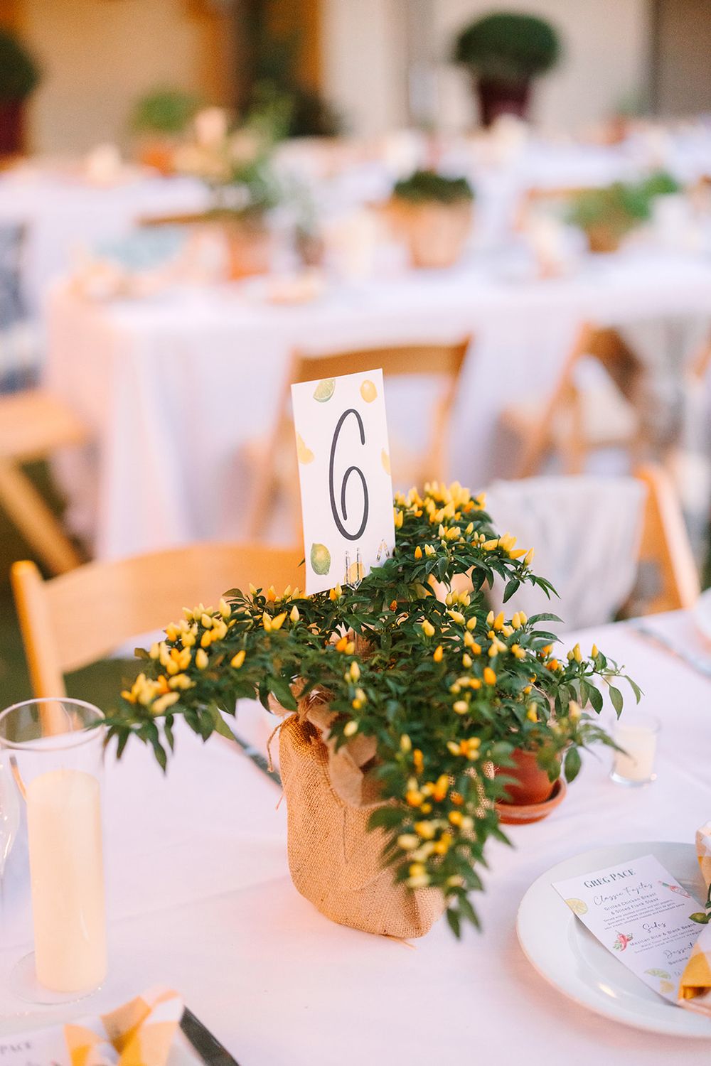 Small potted yellow flowers and greenery decorations arranged as centerpieces on white tablecloths at an event setting.