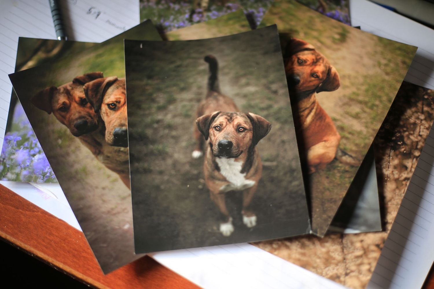 Barnsley, dog photography, dog photos, dog photographer