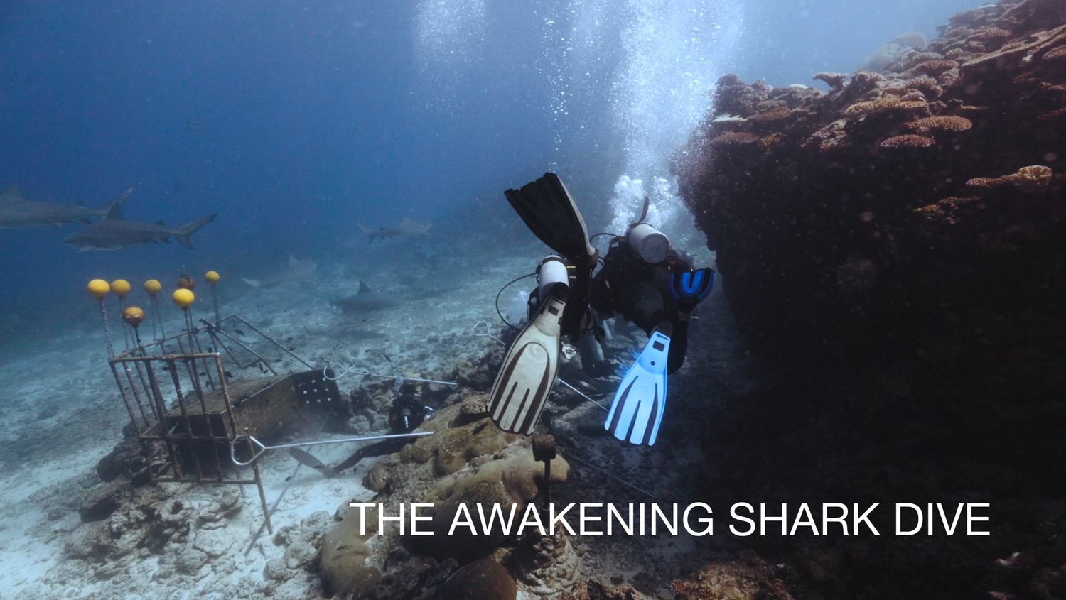 Scuba diver exploring underwater with equipment and marine life.