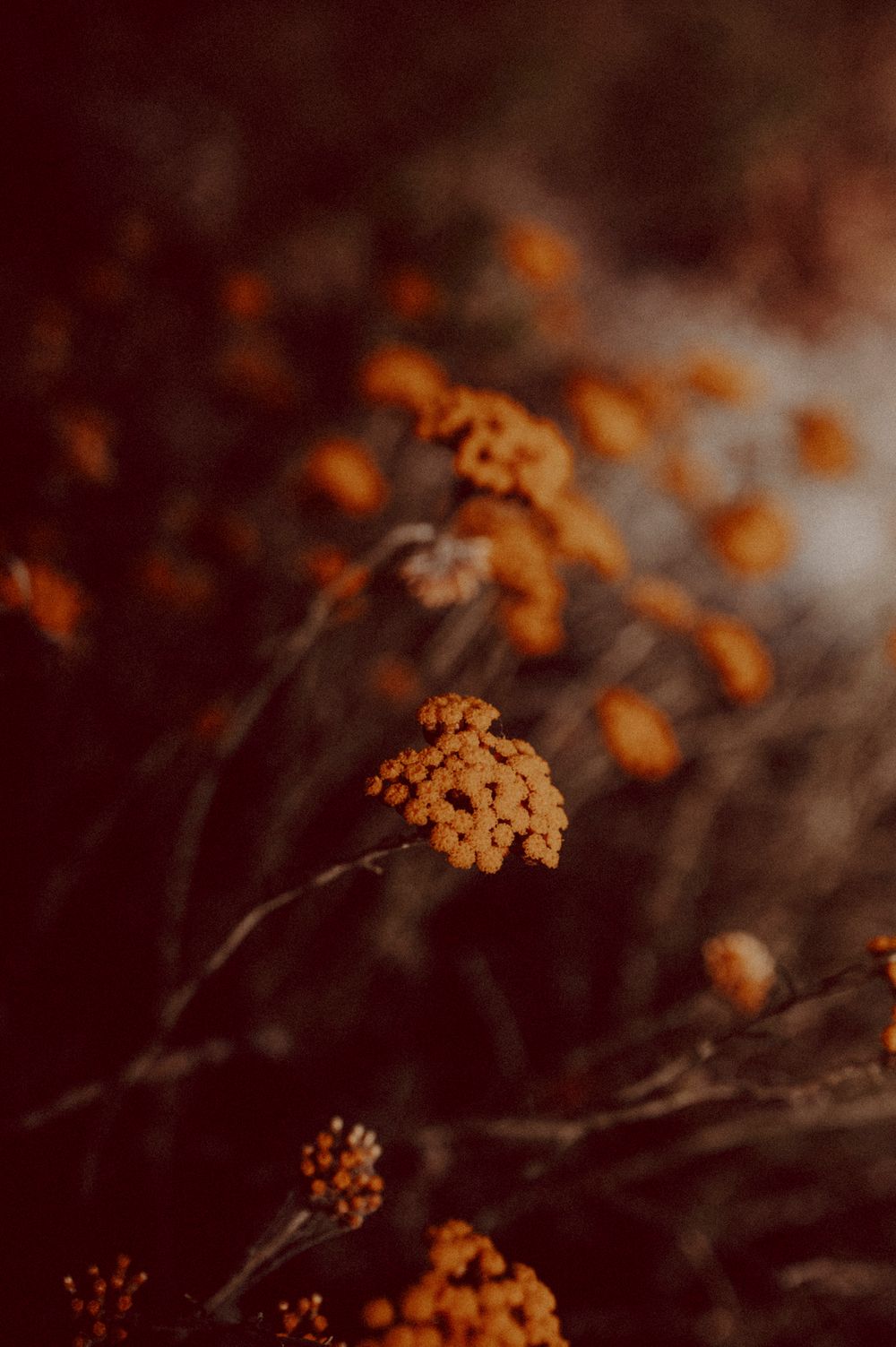 Orange wildflowers in soft focus against a dark moody background creating a dreamy autumn atmosphere.