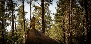 Pine trees tower over a rocky cliff formation in a dense forest setting during daytime.