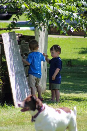Two small children playing near white birch trees with a white dog in a grassy yard.