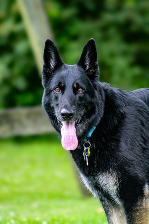 Black dog with perky ears and pink tongue poses for a series of portrait shots outdoors.
