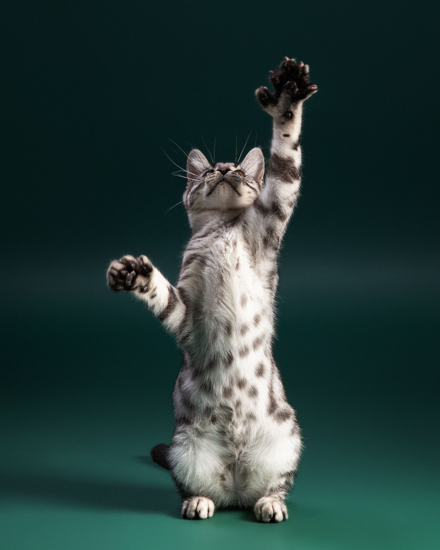 A spotted grey and white cat standing upright on hind legs with raised paws in a playful pose against dark green background.