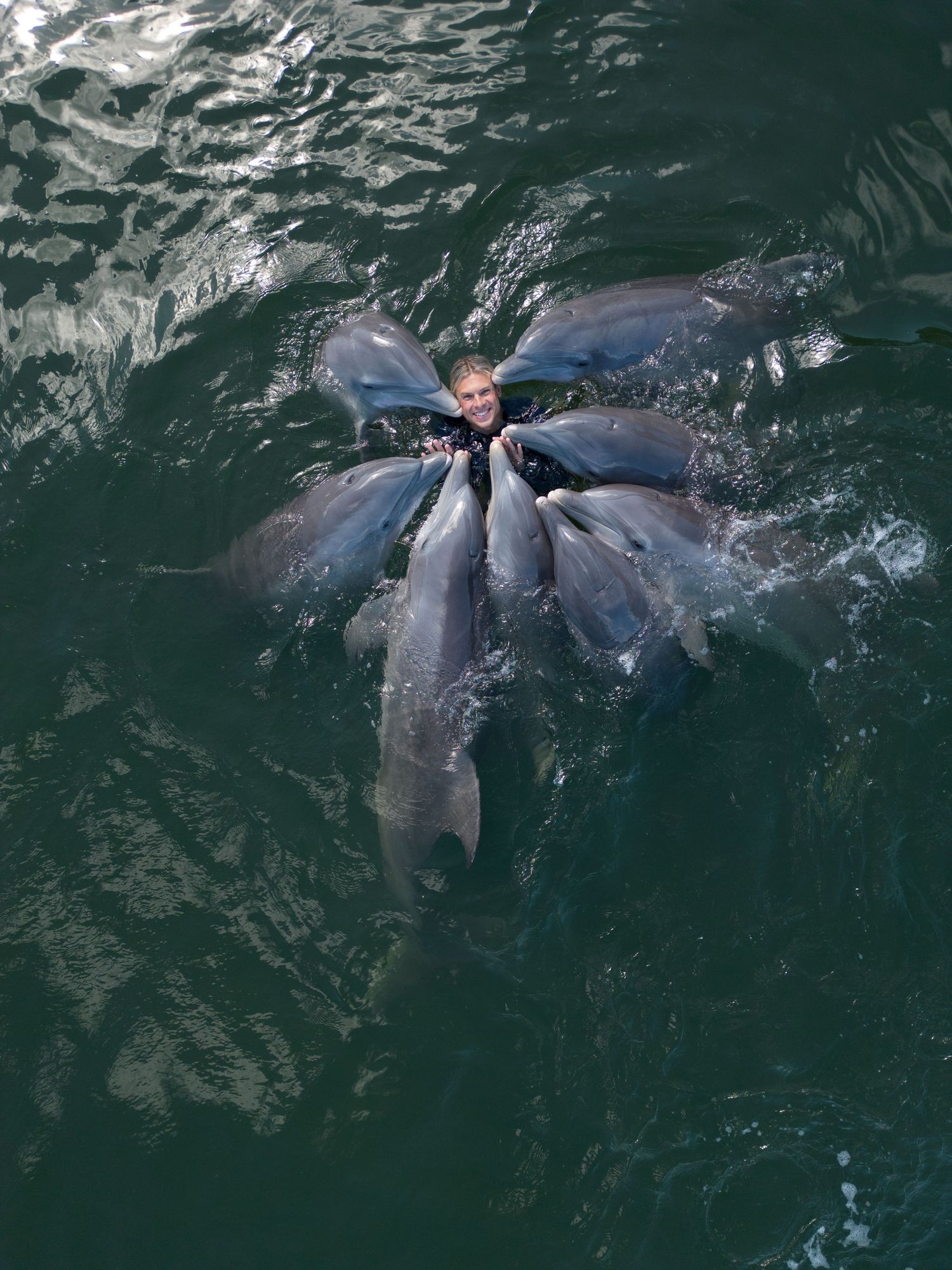 A sequence of images showing dolphins swimming and playing together in dark turquoise ocean waters.
