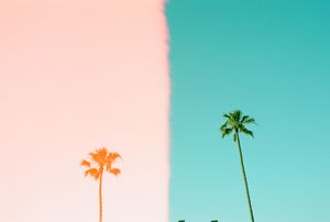 Row of graceful palm trees against vibrant turquoise and pink gradient sky at sunset.