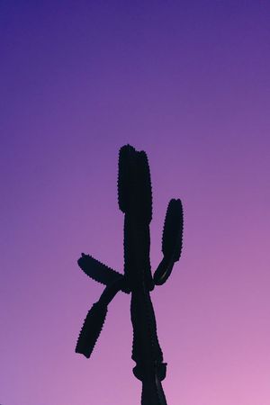 Silhouetted saguaro cactus against a purple and pink sunset sky in the desert.