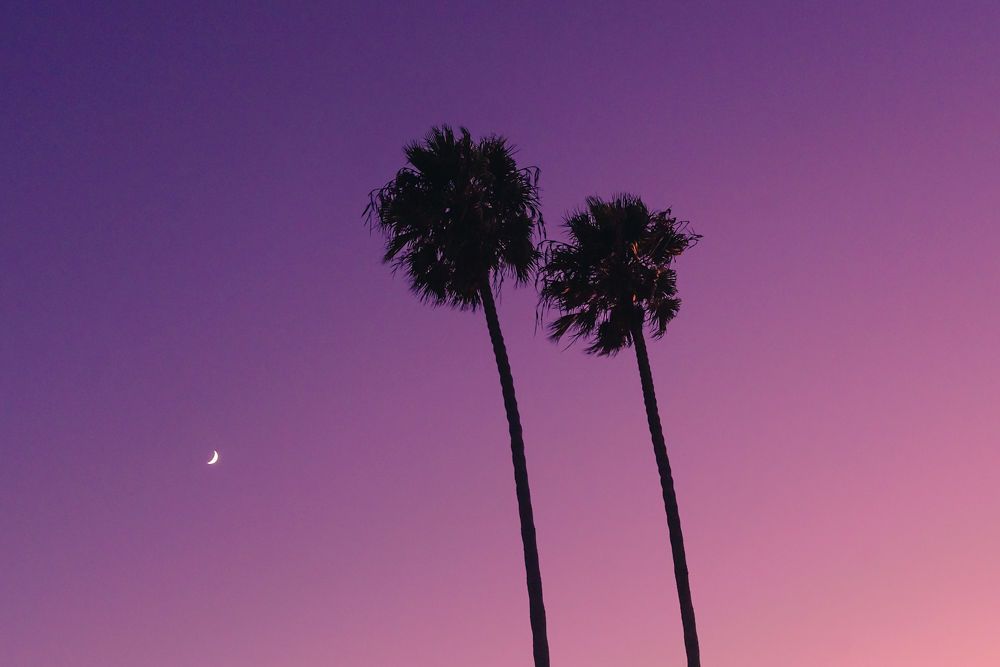 A pair of tall palm trees silhouetted against a vivid purple and pink sunset sky.