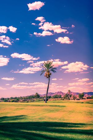 Palm trees dotting a golden desert landscape under a bright blue sky with pink-tinged clouds.
