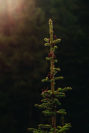 Small green pinecones and needles grow symmetrically on a coniferous tree branch silhouetted against a dark forest background.