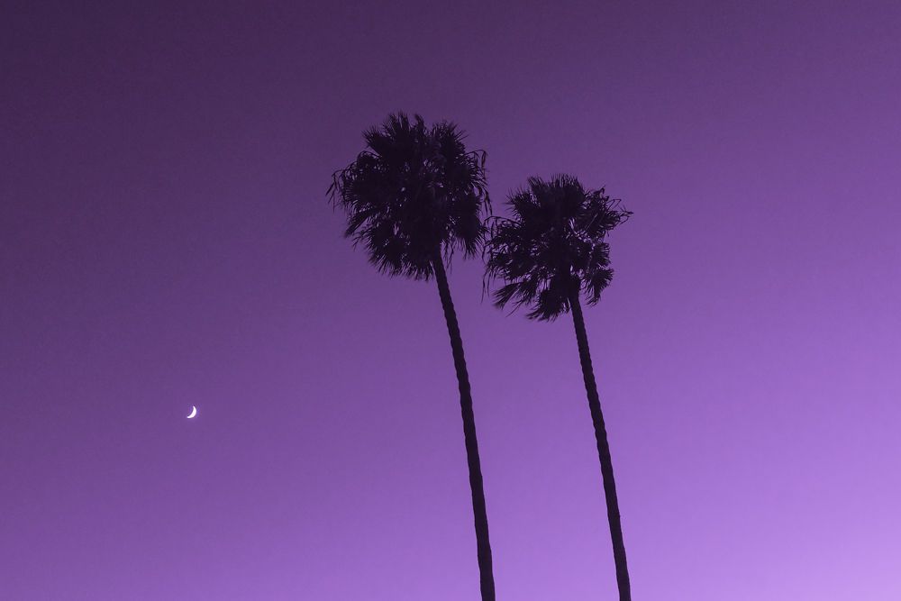 Two tall palm trees silhouetted against a vibrant purple twilight sky with a crescent moon visible.