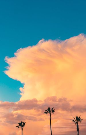 Three palm trees silhouetted against a vibrant orange and turquoise sunset sky with dramatic clouds.