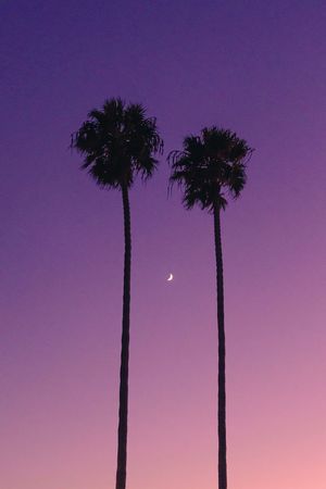 Two palm trees stand majestically against a purple twilight sky with a crescent moon visible.