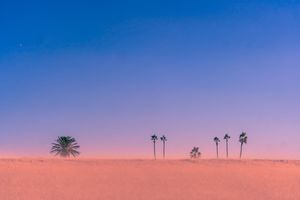 Palm trees dot the horizon in a minimalist desert landscape under a bright blue sky.