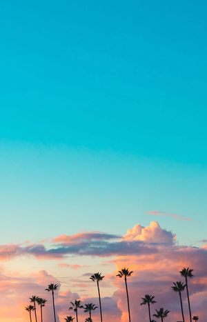 Palm trees silhouetted against a vibrant turquoise sunset sky with coral-colored clouds.