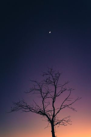 A bare tree silhouetted against a purple and orange twilight sky with a crescent moon visible above.