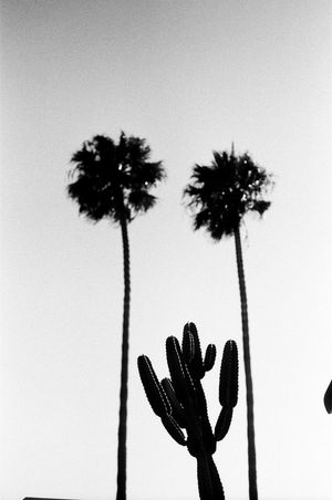 Black and white silhouettes of palm trees and saguaro cacti against a light background.