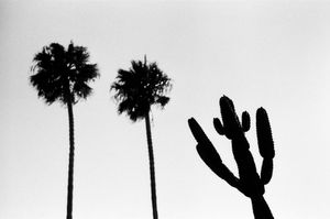 Black and white silhouettes of palm trees and cacti against a minimalist white background.