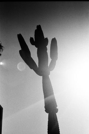 Silhouetted saguaro cactus against a bright misty sky in black and white.