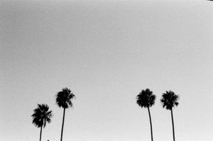 Minimalist black and white photograph showing silhouettes of desert palm trees against the sky.