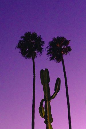 Silhouettes of palm trees and saguaro cacti against a deep purple twilight sky.