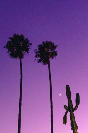 Silhouettes of palm trees and cacti against a purple twilight sky with a crescent moon.