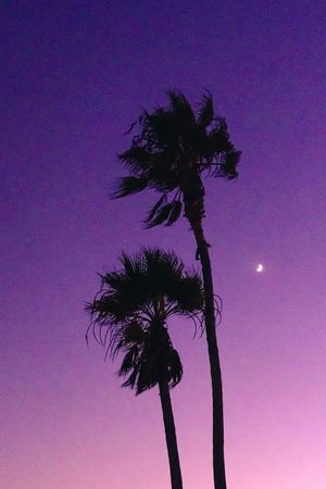 Two tall palm trees silhouetted against a purple twilight sky with a visible moon.
