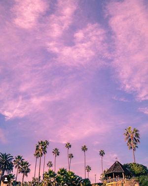 Row of palm trees line the horizon under a pastel pink and purple cloudy sky.