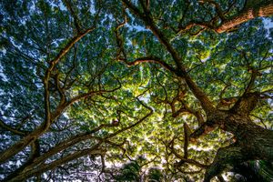Looking up through tree canopy with sunlight filtering through green leaves creating a dappled lighting effect.
