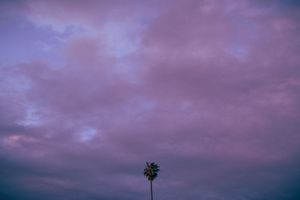 A lone palm tree stands beneath dramatic pink and purple clouds during sunset.