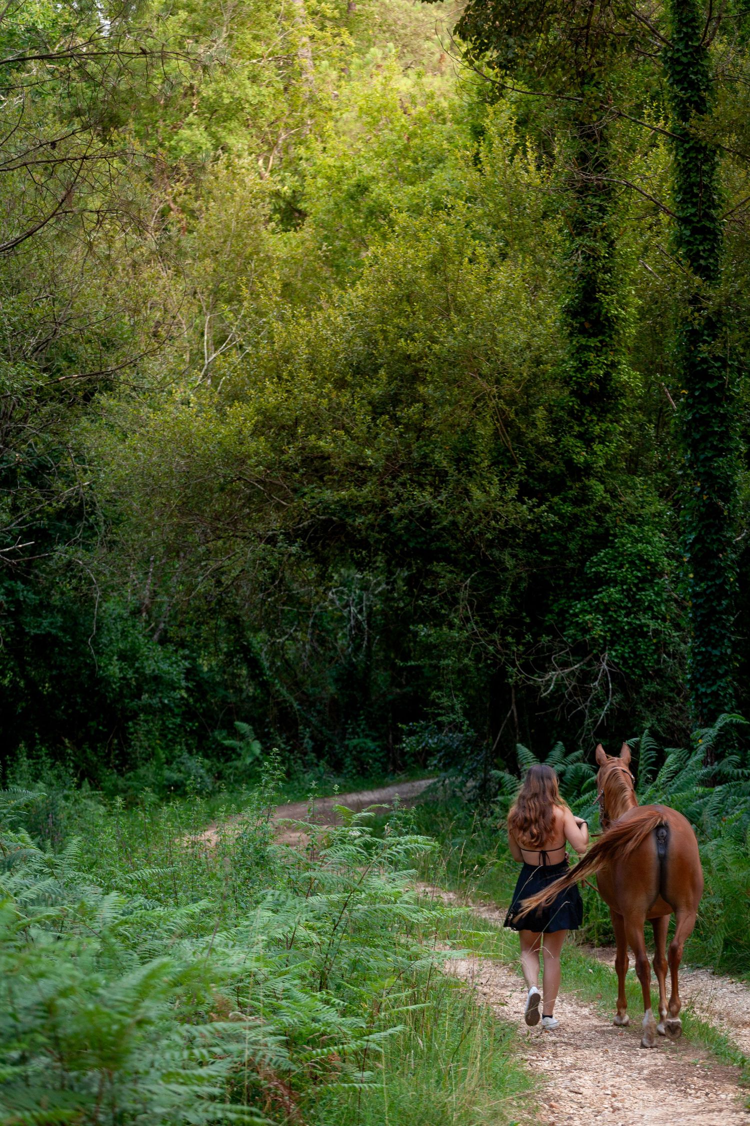A tranquil forest trail scene with horses and dogs walking together.