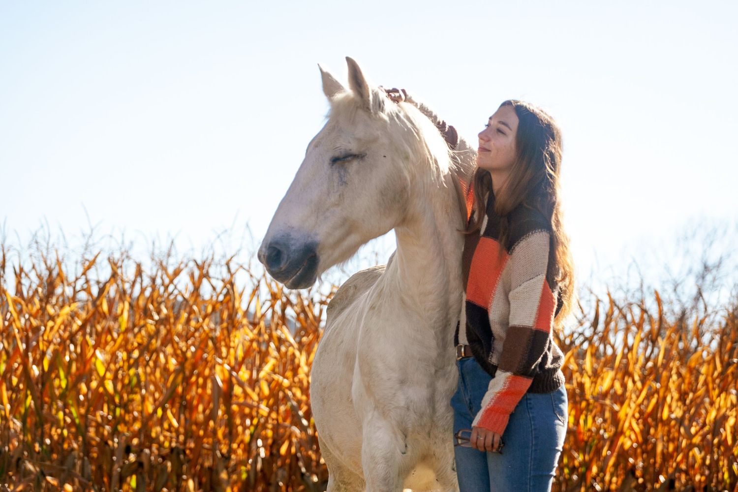 Person bonding with a white horse in front of autumn corn stalks during golden hour.