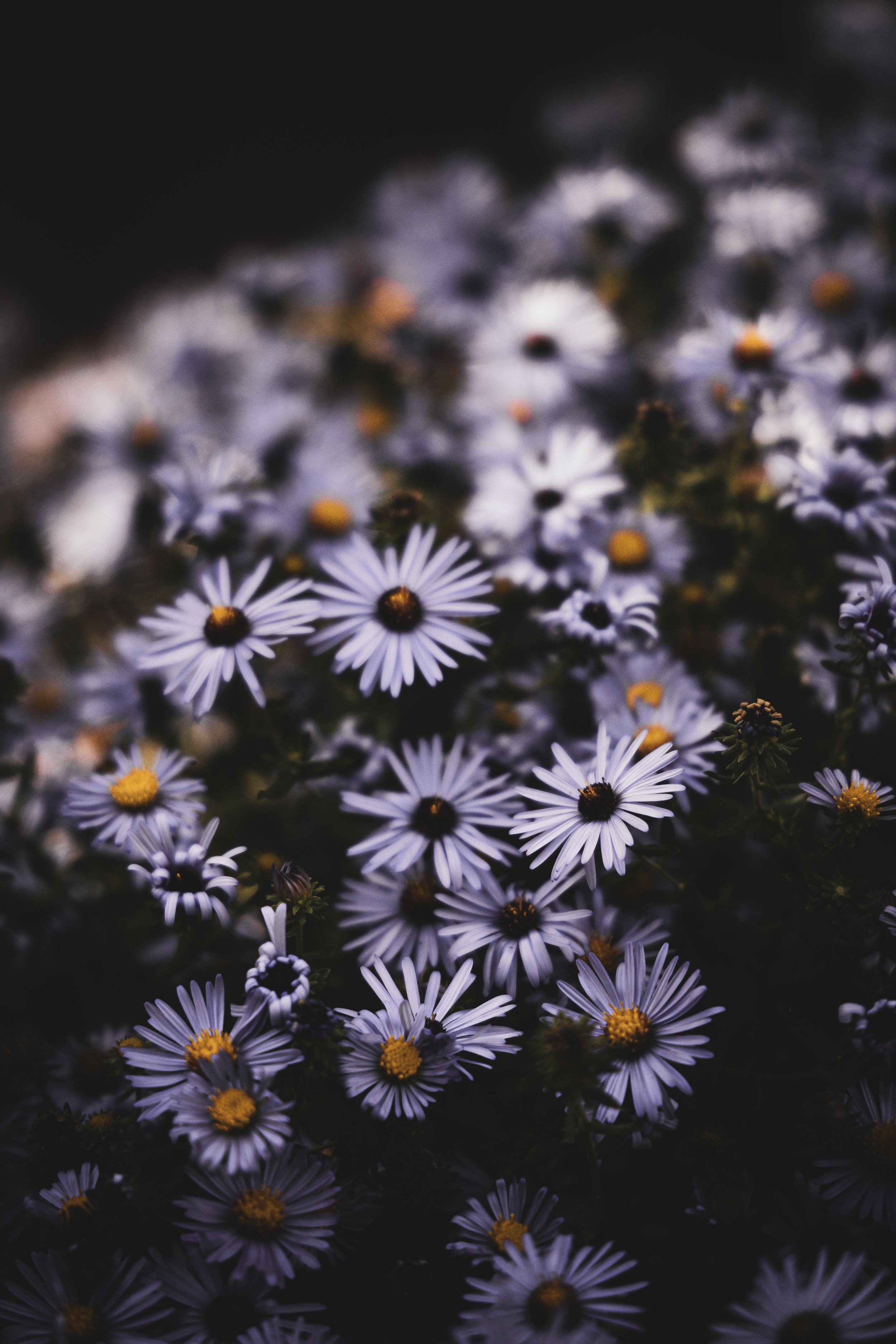 Photo of beautiful flowers