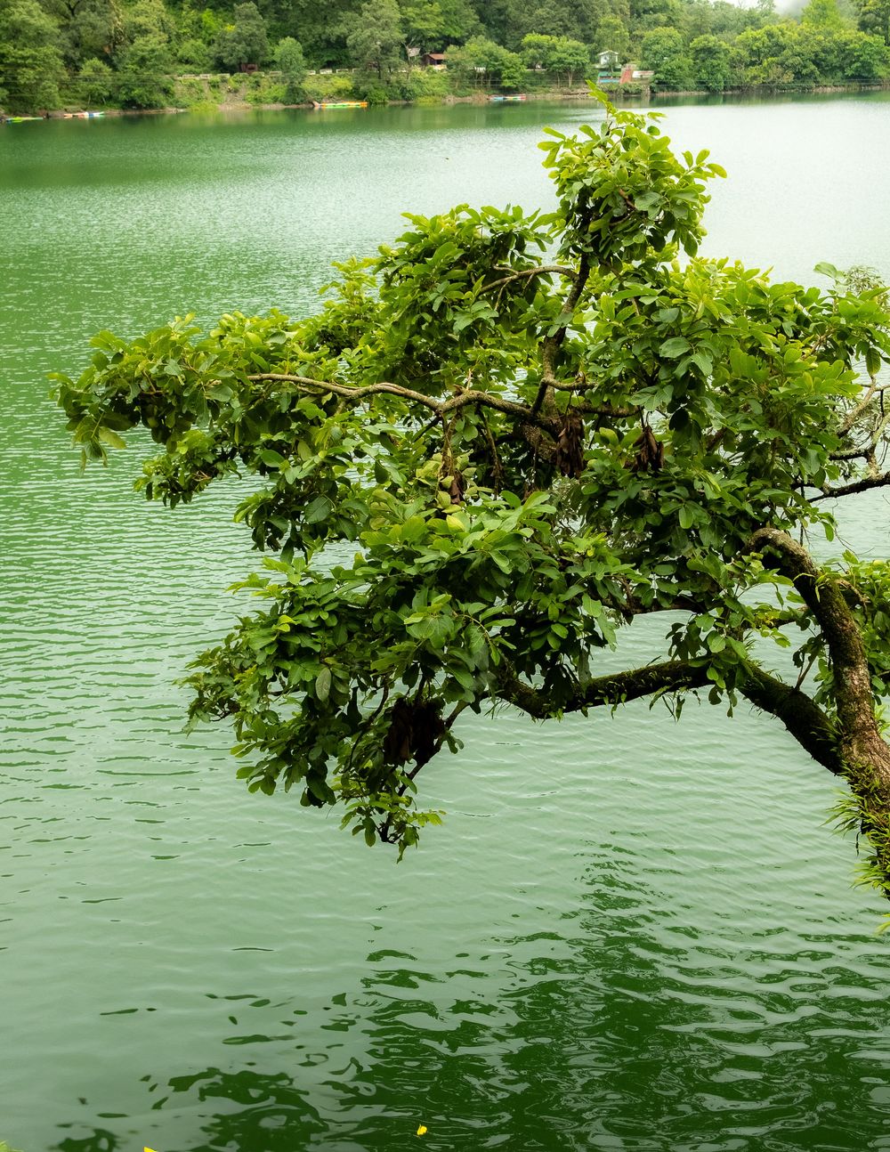 Green tree branch hanging over calm lake water with lush foliage.