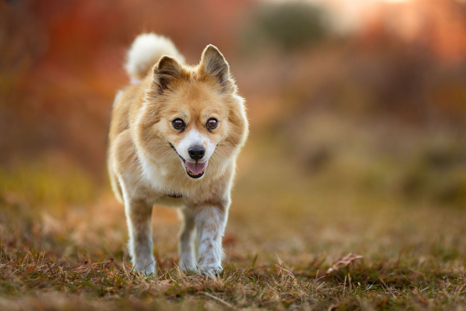 Professional photo of a dog running