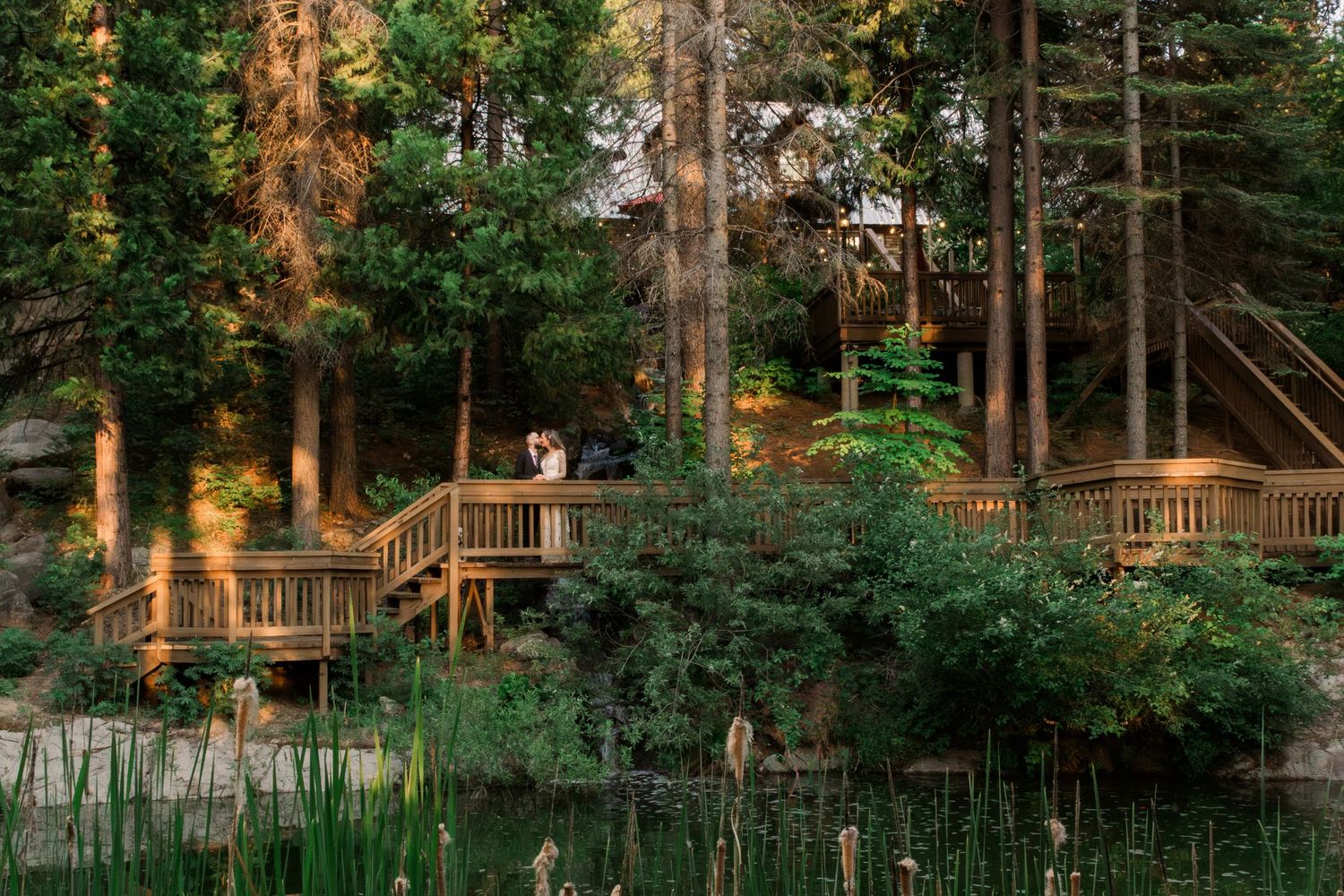 Scenic forest path with tall pine trees and natural lighting creating a romantic woodland setting.