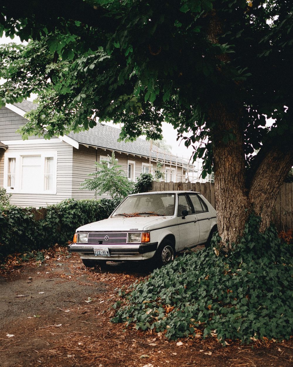 Vintage white car parked under large tree with ivy growing near suburban house.