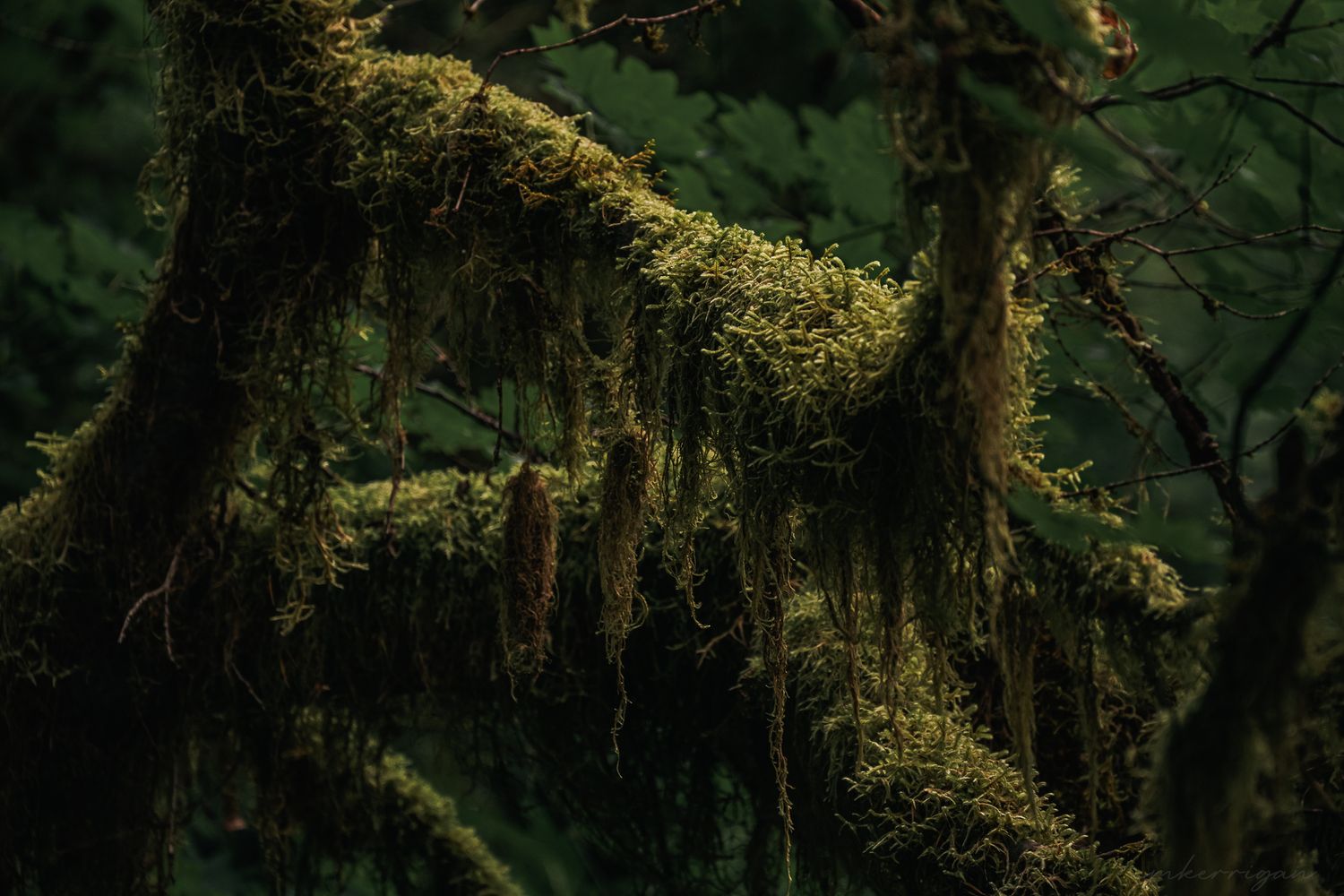 Sunlight filters through mossy trees in an ancient forest creating an ethereal golden glow.