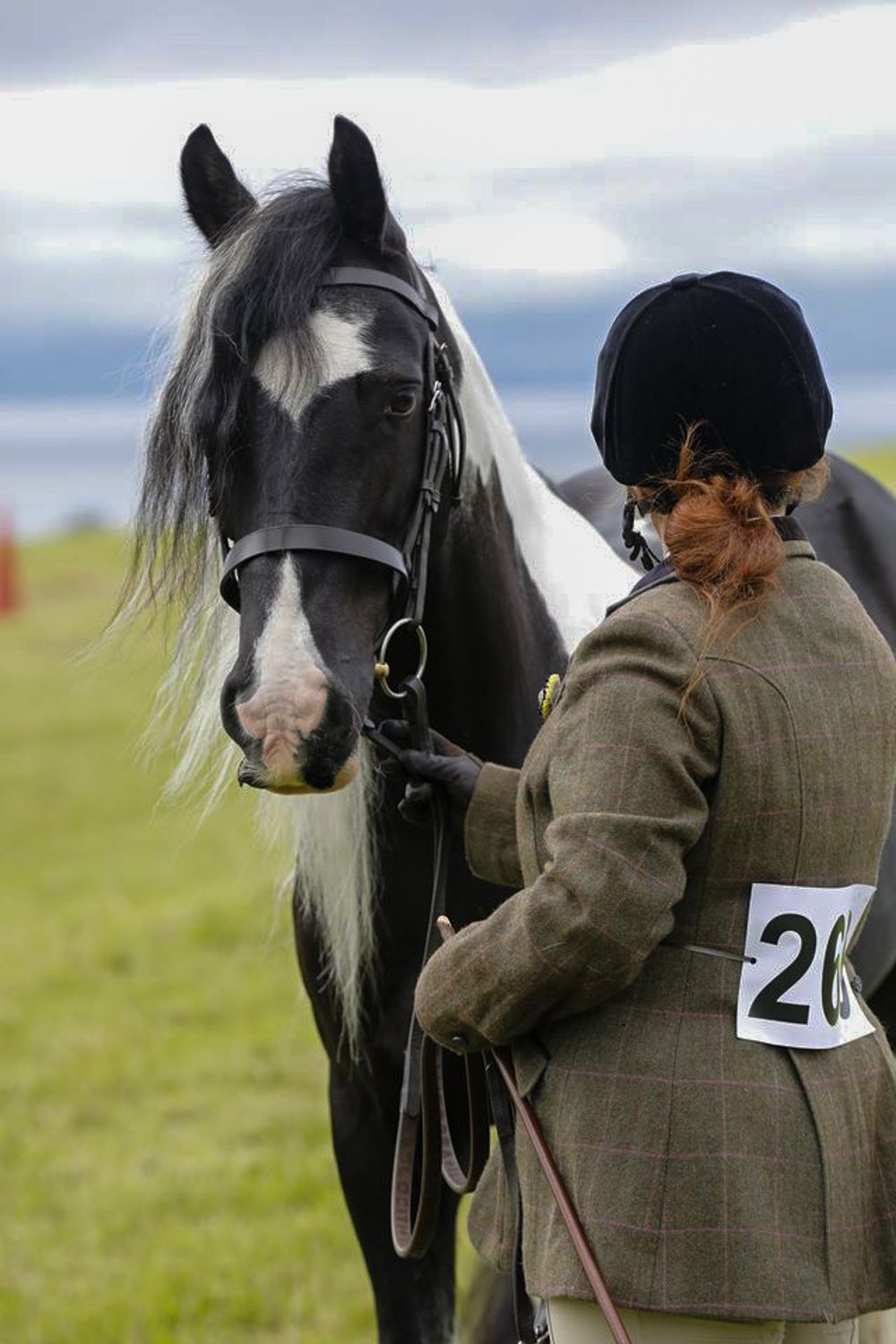head shot of horse