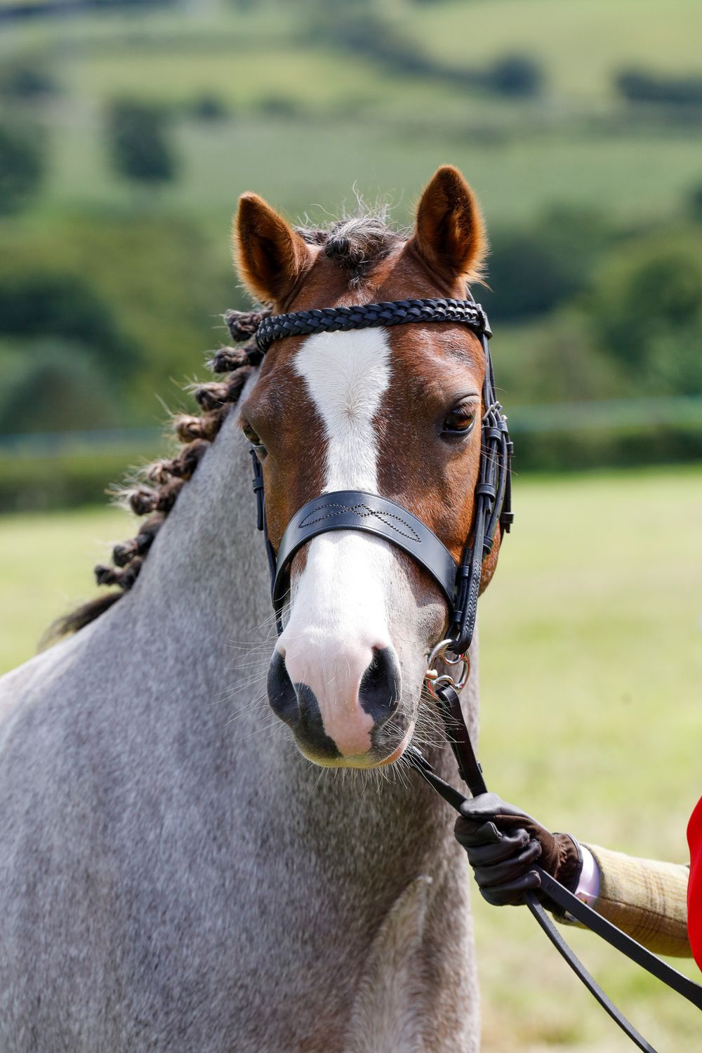 head shot of horse