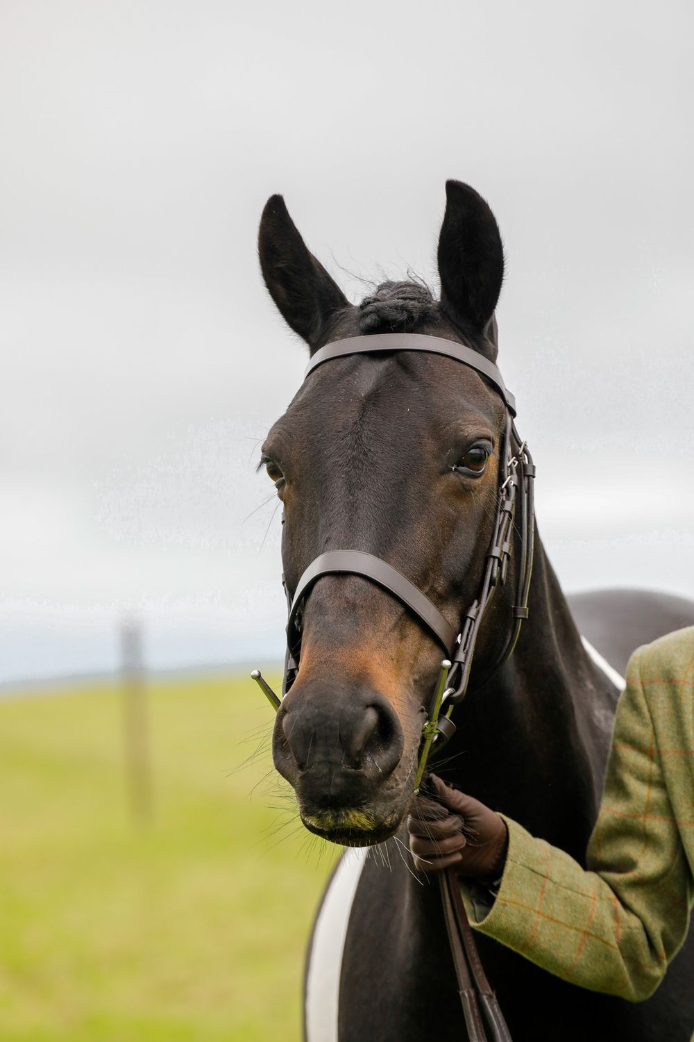 head shot of horse