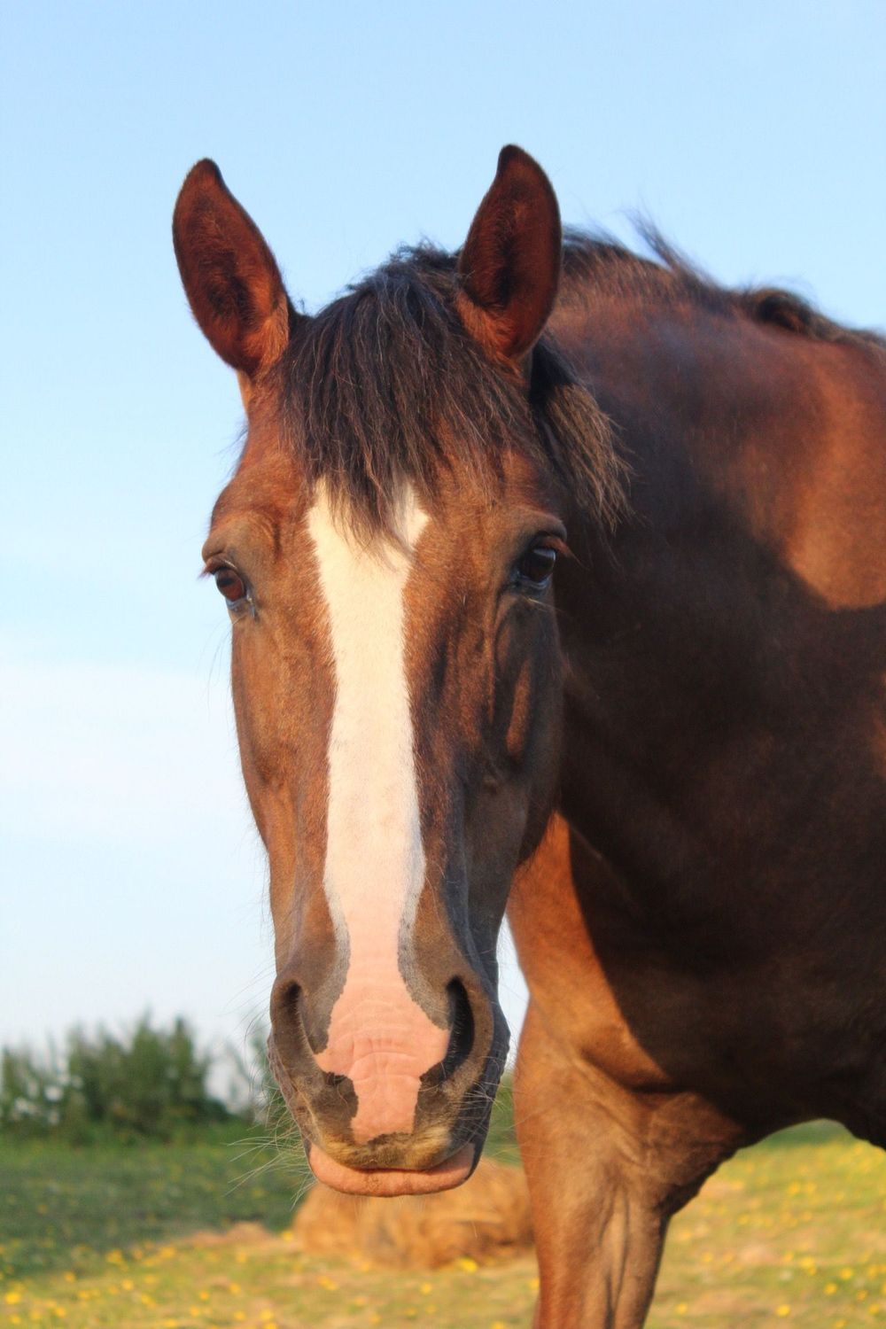 head shot of horse
