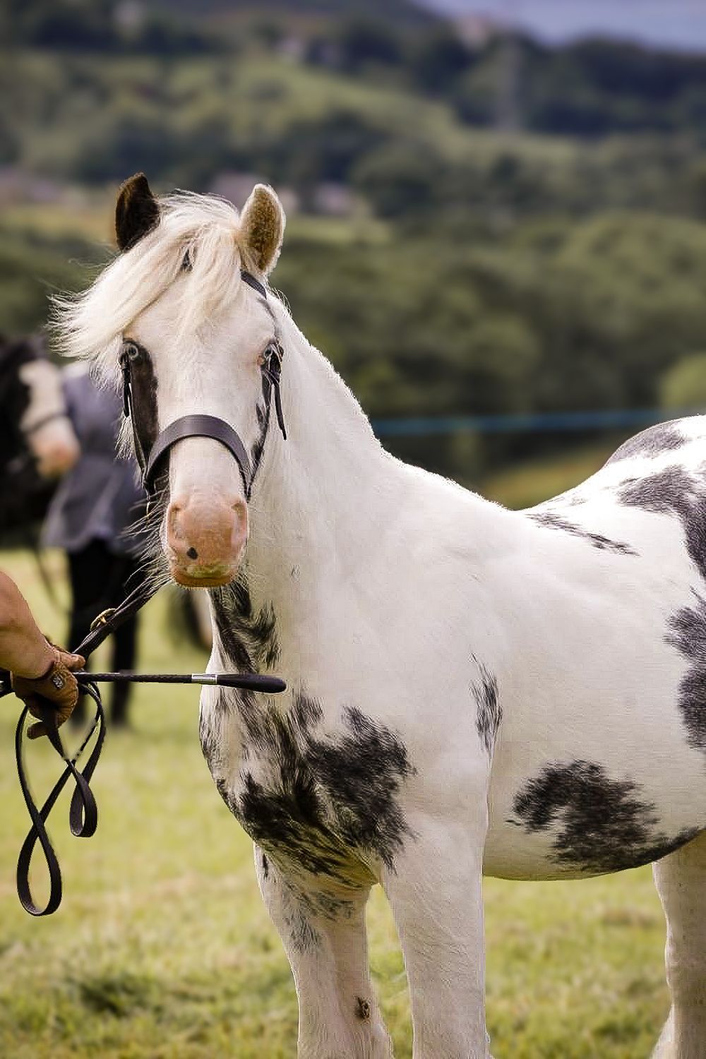 head shot of horse