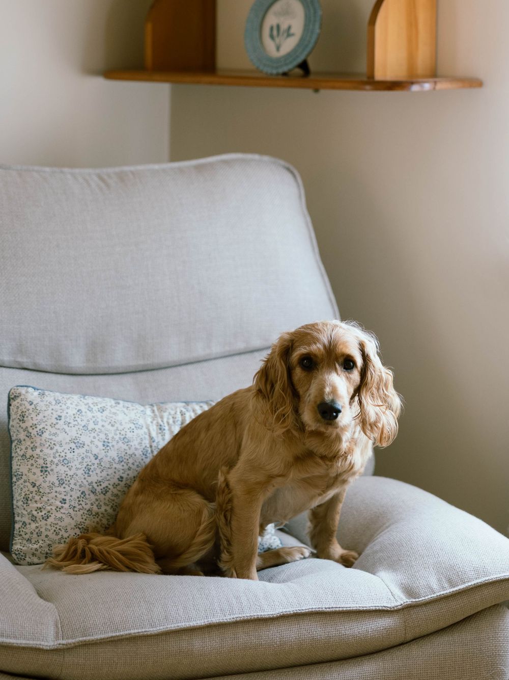 A cocker spaniel with golden fur sits regally on a light gray armchair in a sunlit living room.