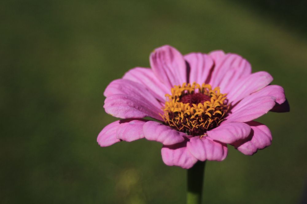 A close up image of a pink flower.