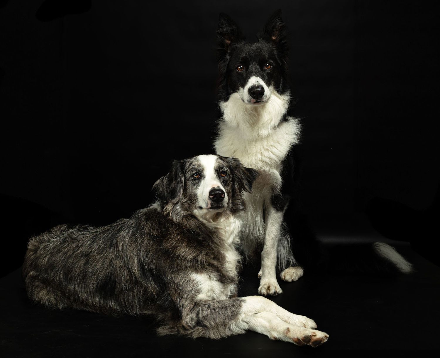 Dos impresionantes Border Collies posando sobre un fondo oscuro, capturando su belleza y su tranquila personalidad.