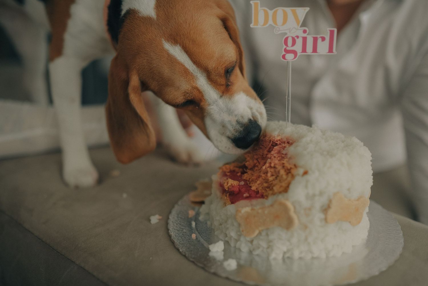 Dog eating white cake with boy or girl gender reveal topper.