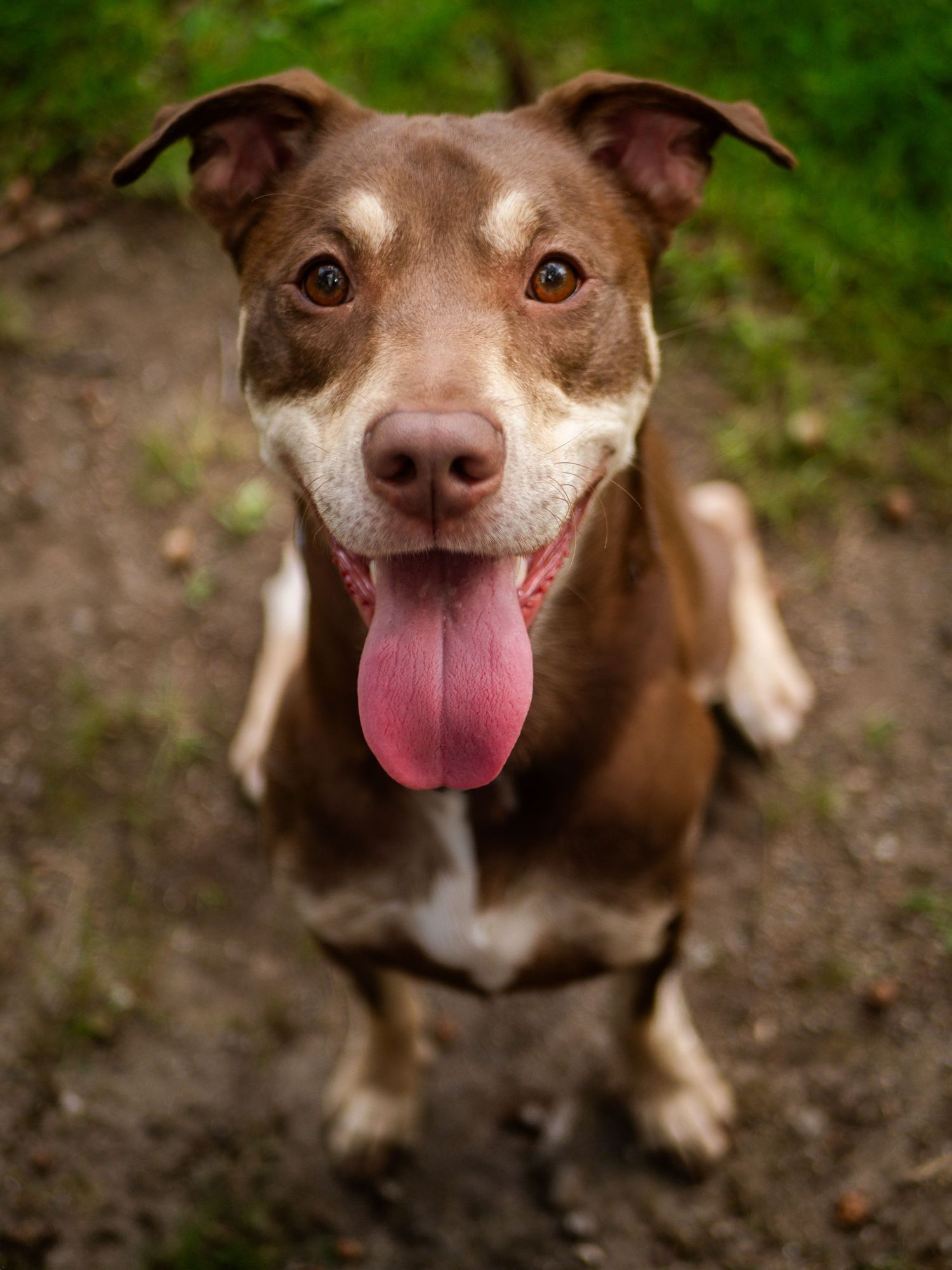 Happy brown and white dog with floppy ears looking up at camera with tongue sticking out against green background.