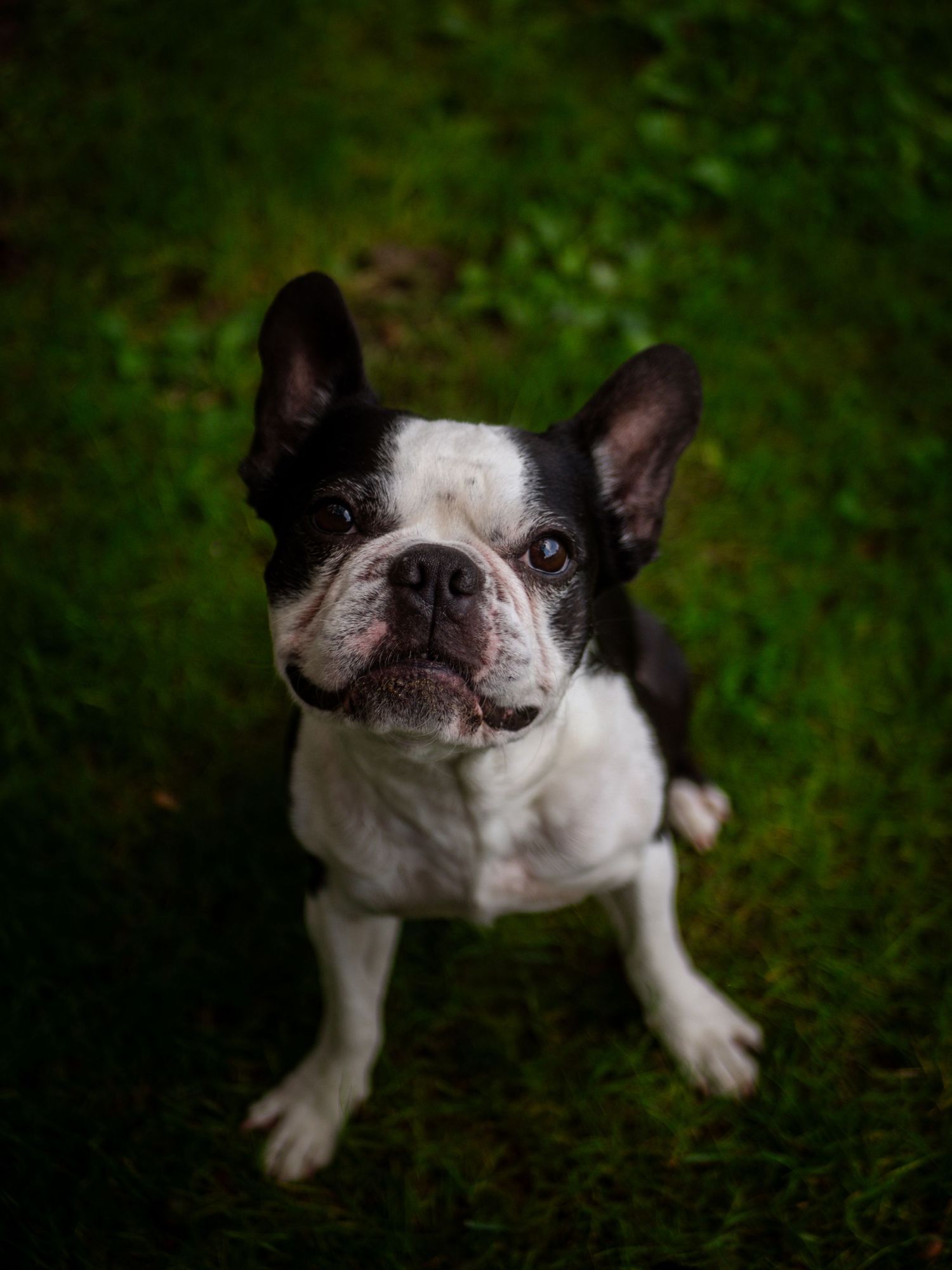 A black and white French Bulldog sits on green grass looking up at the camera with an inquisitive expression.